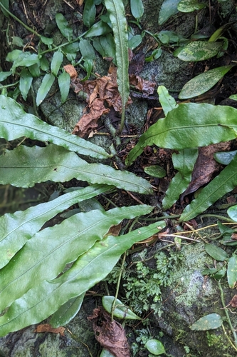 Leptochilus wrightii, photograph 6