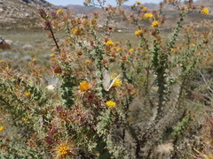 Berkheya cruciata