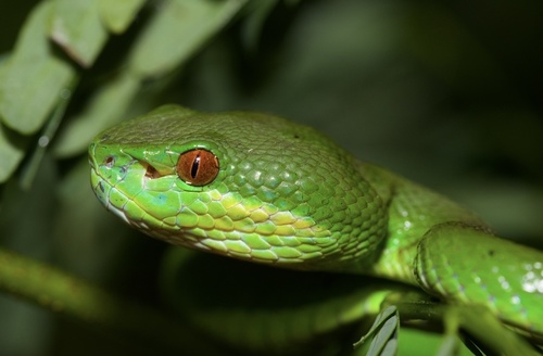 Trimeresurus insularis