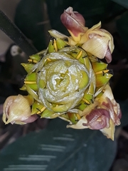 Goeppertia majestica