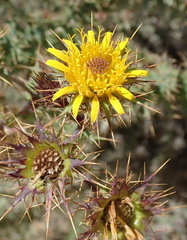 Berkheya cruciata