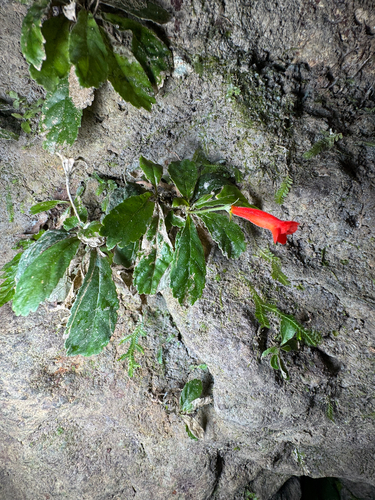 Gesneria cuneifolia