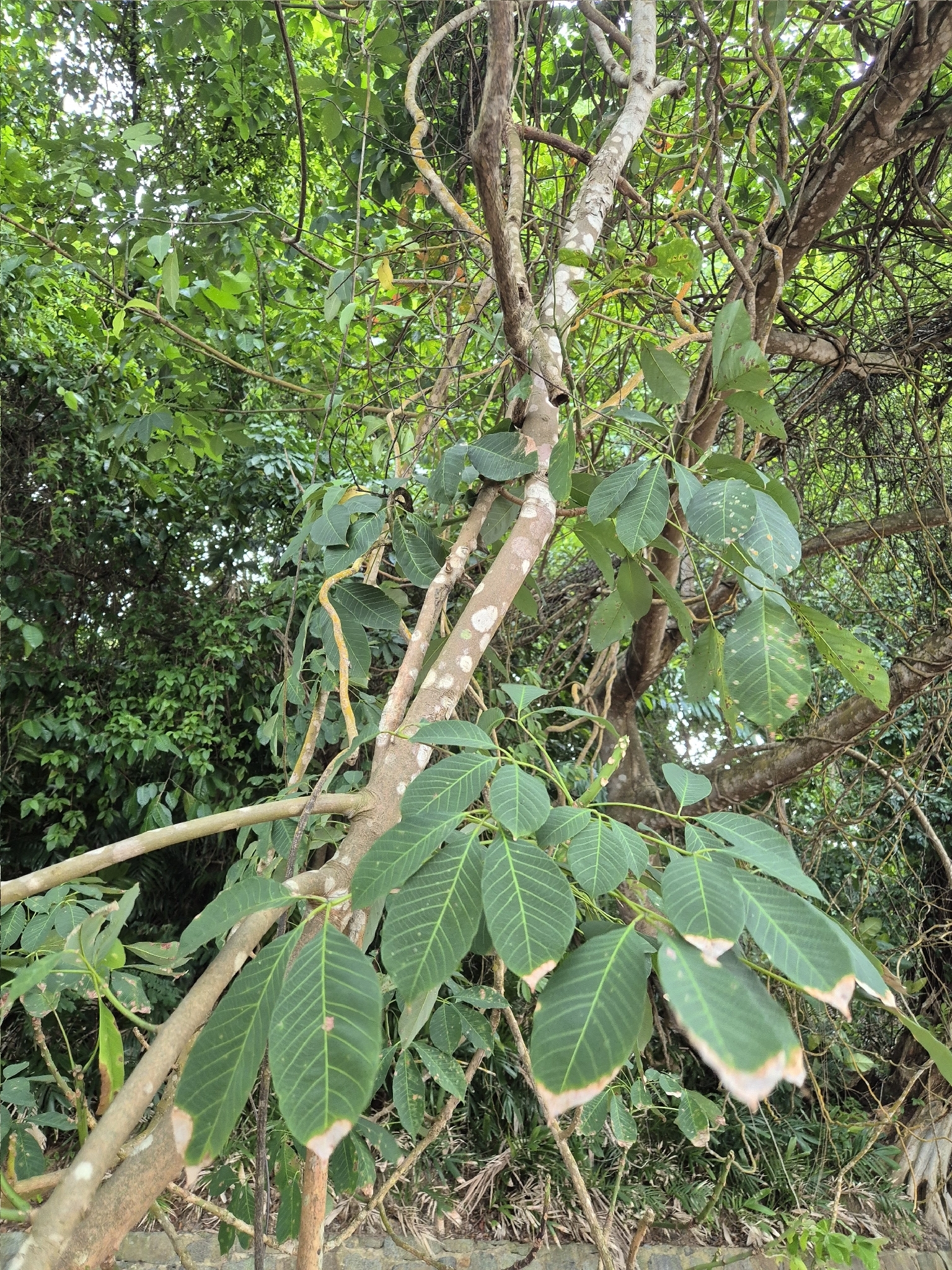 Árbol del caucho