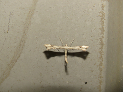 Platyptilia