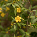 Yellow Jessamine - Photo (c) dogtooth77, some rights reserved (CC BY-NC-SA)