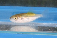 Greenbottle Pufferfish photo 5