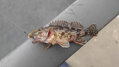 Sebastiscus marmoratus