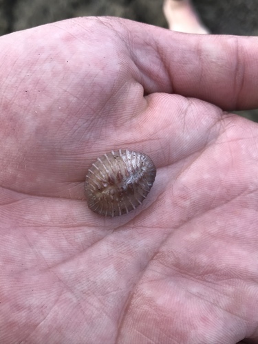 radians trivia