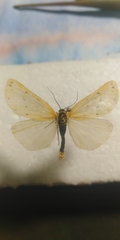 Setina roscida