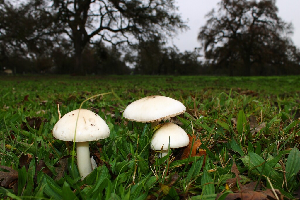Volvopluteus gloiocephalus · December 2025 · photo: © dominic (iNaturalist, cc-by)
