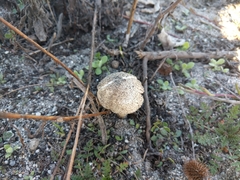 Volvopluteus gloiocephalus