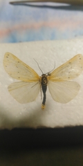 Setina roscida