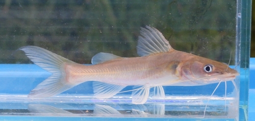 Spotfin bagrid (Hemibagrus spilopterus) — Bagridae — 4