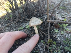 Volvopluteus gloiocephalus