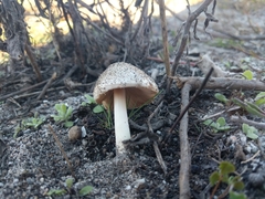 Volvopluteus gloiocephalus