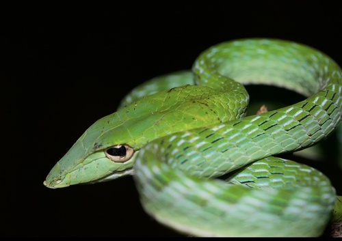 Ahaetulla prasina