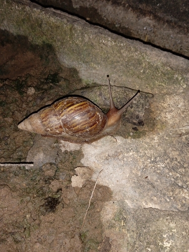 African Giant Snail