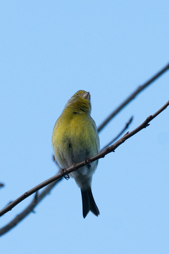 Serín canario (Serinus canaria)