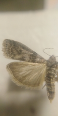 Sciota hostilis