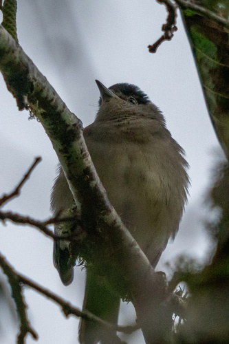 Island Blackcap