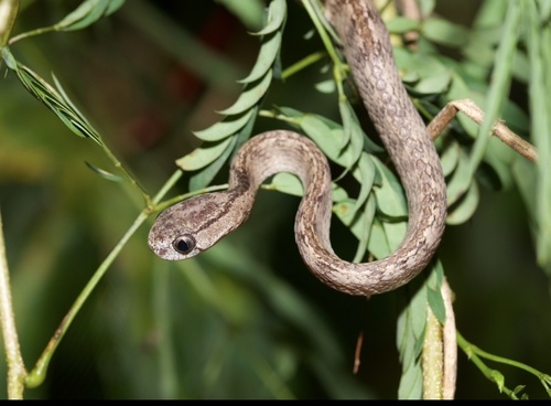 Pareas carinatus