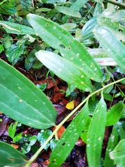 Calliandra tergemina emarginata