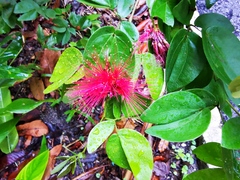 Calliandra tergemina emarginata