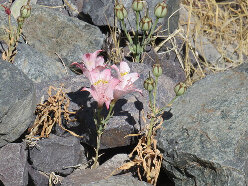 Alstroemeria pallida