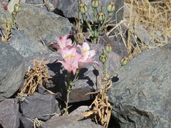 Alstroemeria pallida