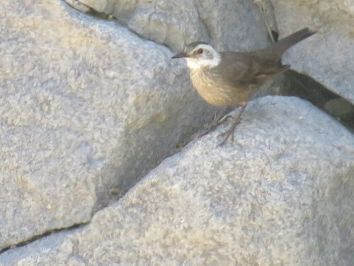 Dark-bellied Cinclodes (Cinclodes patagonicus)
