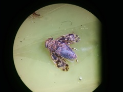 Xestocephalus ovalis