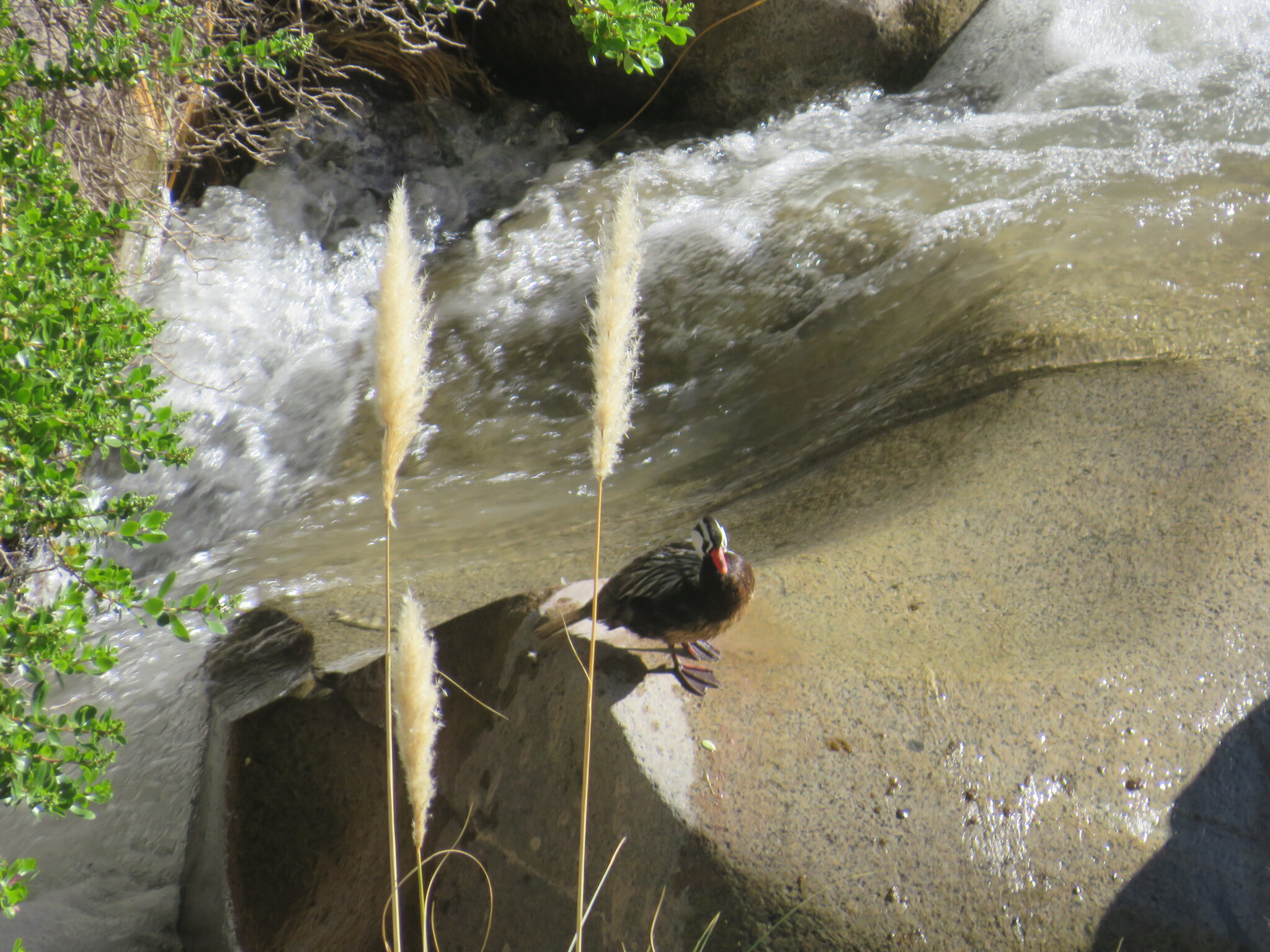 Torrent Duck (Merganetta armata), photo 3