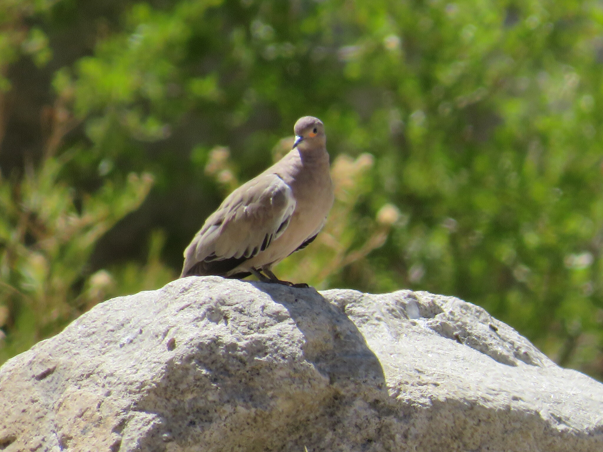 Black-winged Ground Dove (Metriopelia melanoptera), photo 1