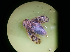 Xestocephalus ovalis
