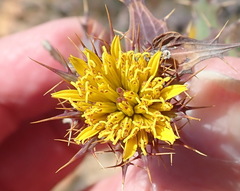 Berkheya cruciata