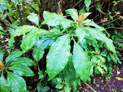 Pereskia