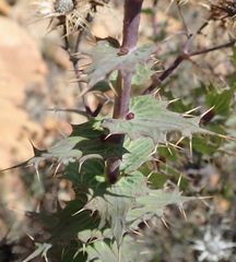 Berkheya cruciata
