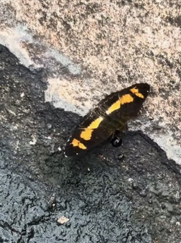Telenassa teletusa
