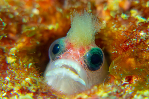 Tufted sand blenny (Mccoskerichthys sandae) — Chaenopsidae — 2