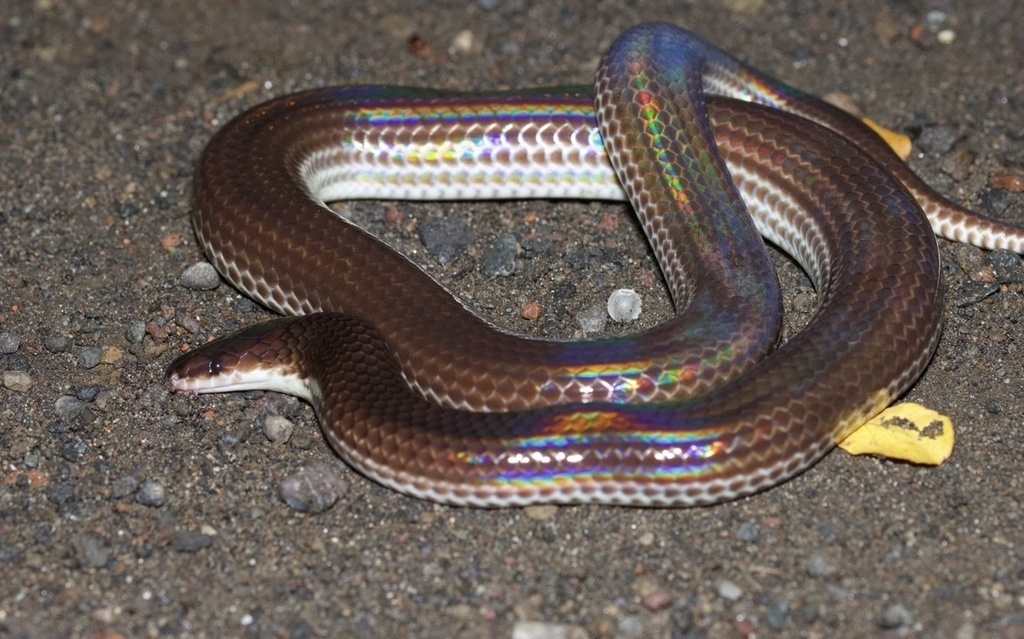 Asian Sunbeam Snake (Xenopeltis unicolor)