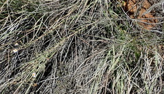 Phymaspermum appressum