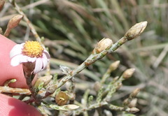 Phymaspermum appressum