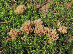 Ramaria apiculata
