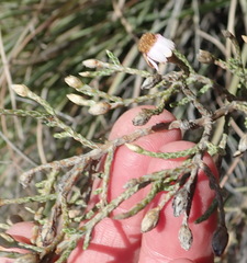 Phymaspermum appressum