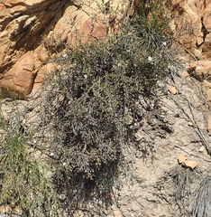 Phymaspermum appressum