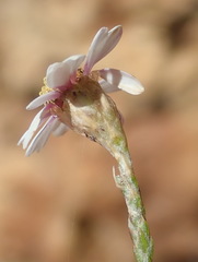 Phymaspermum appressum