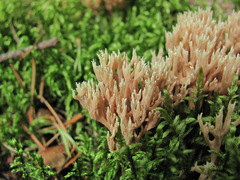 Ramaria apiculata