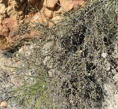 Phymaspermum appressum