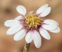 Phymaspermum appressum