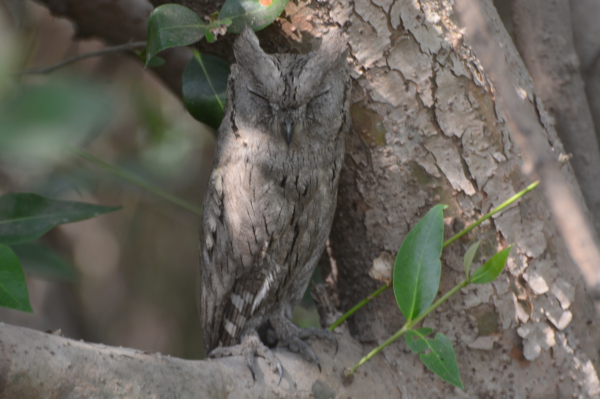 Pallid Scops Owl